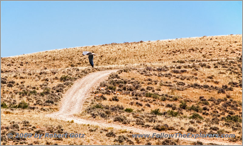 Pr&auml;riem&ouml;we, Gabelbock, FR123, Flaming Gorge, Green River, Wyoming