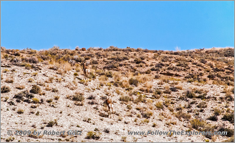 Gabelbock, FR123, Flaming Gorge, Green River, Wyoming