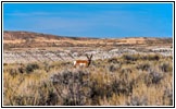 Gabelbock, Flaming Gorge Rd, Wyoming