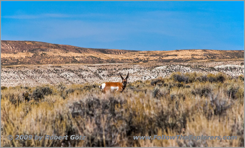 Gabelbock, Flaming Gorge Rd, Wyoming