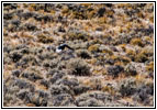 American Magpie, Brazeir, UT