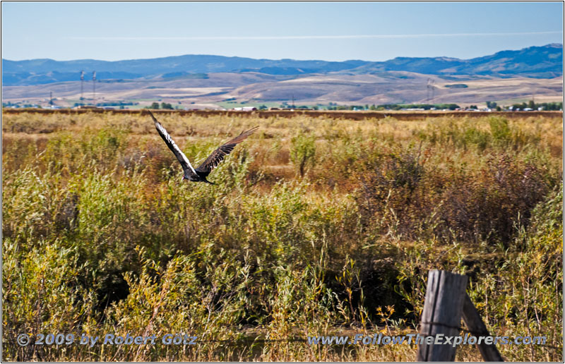 Turkey Vulture, Bern Rd, ID
