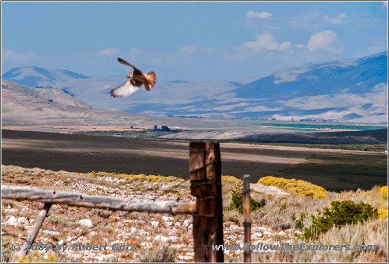 Prairie Falcon, NF212, ID