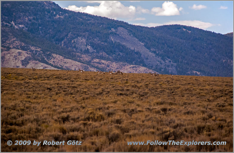 Pronghorn, Backroad, ID