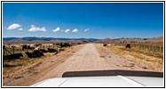 Cattle, Lemhi Pass Rd, MT