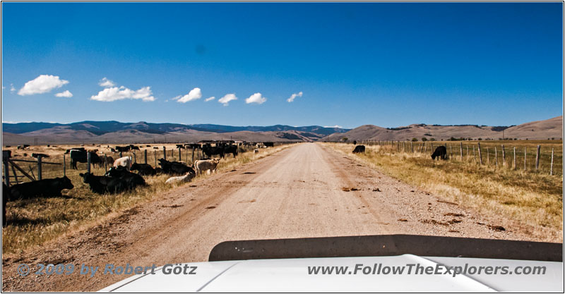 Cattle, Lemhi Pass Rd, MT