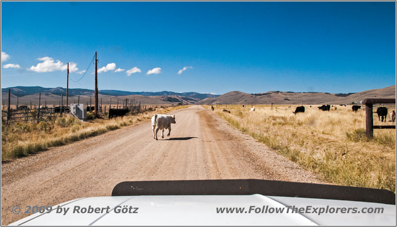 Cattle, Lemhi Pass Rd, MT