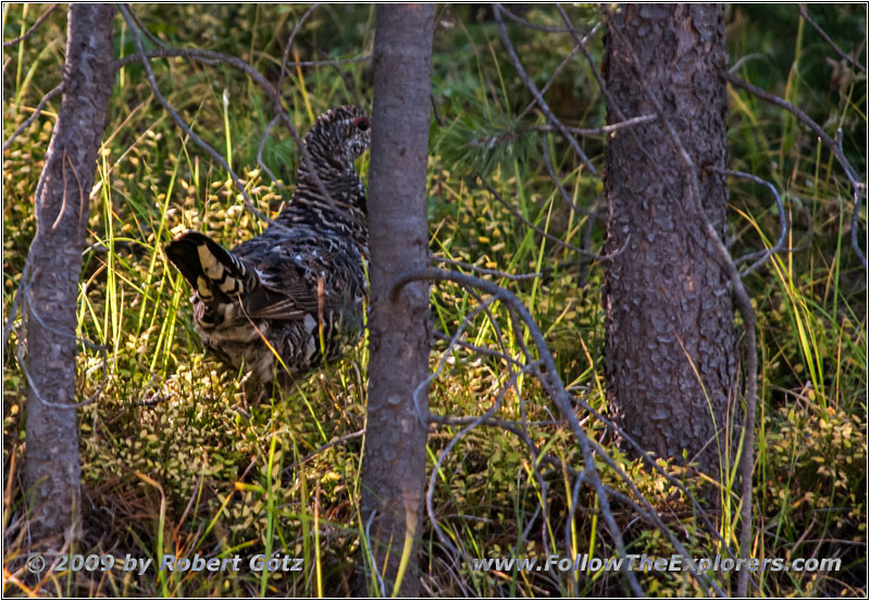 Dusky Grouse, FR106/Gibbons Pass Rd, MT