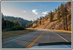Bighorn Sheep, Highway 93, MT