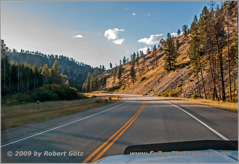 Bighorn Sheep, Highway 93, MT