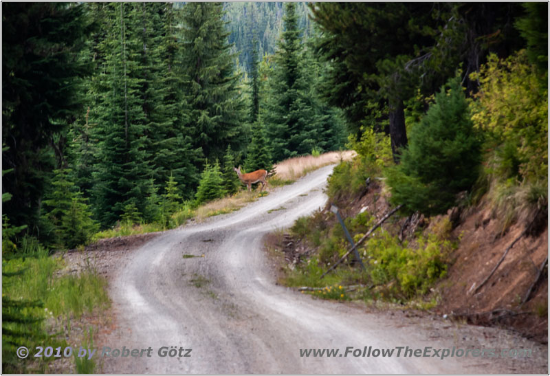 Reh, FR378/Thompson De Borgia Rd, Montana