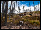 Rehe, FR378/Thompson De Borgia Rd, Montana