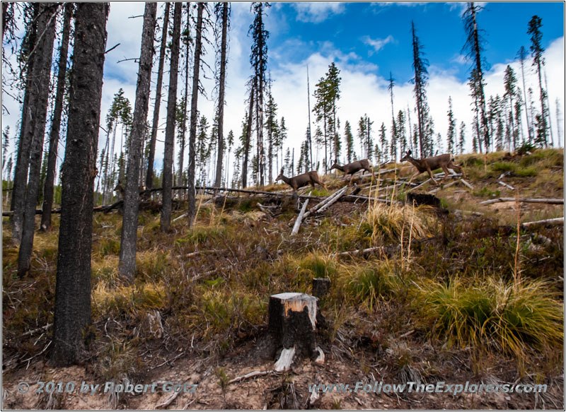 Rehe, FR378/Thompson De Borgia Rd, Montana