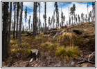 Rehe, FR378/Thompson De Borgia Rd, Montana