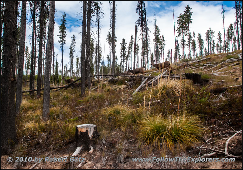 Rehe, FR378/Thompson De Borgia Rd, Montana