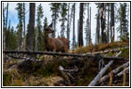 Reh, FR378/Thompson De Borgia Rd, Montana