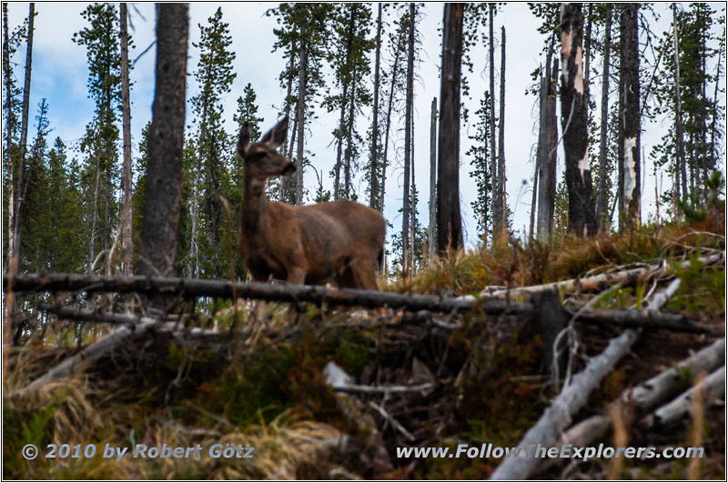 Reh, FR378/Thompson De Borgia Rd, Montana