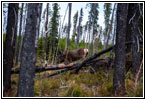 Reh, FR378/Thompson De Borgia Rd, Montana