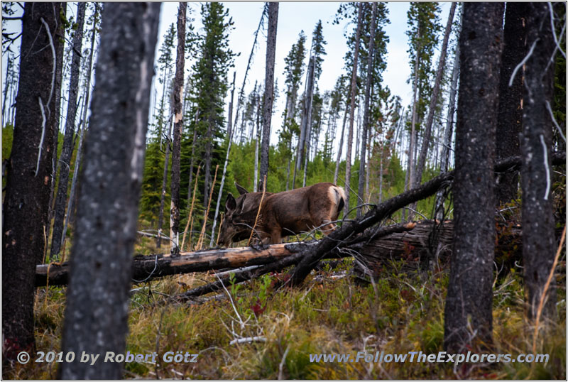Reh, FR378/Thompson De Borgia Rd, Montana