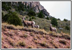 Bighorn Sheep, FR218/Sheep Creek Geologic Loop, UT
