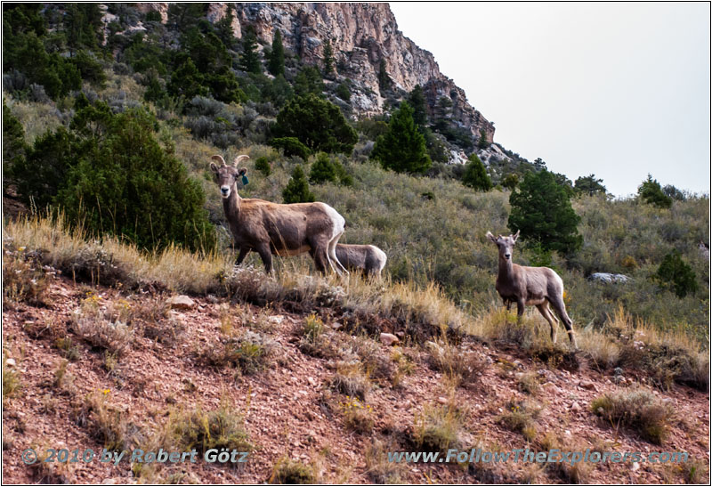 Bighorn Sheep, FR218/Sheep Creek Geologic Loop, UT Bighorn Sheep, FR218/Sheep Creek Geologic Loop, UT