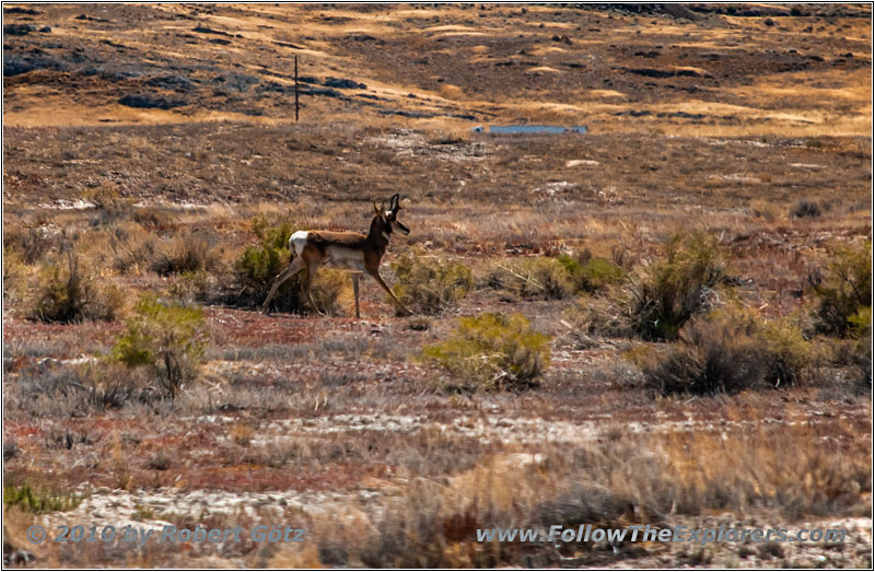 Gabelbock, CR02223, Utah