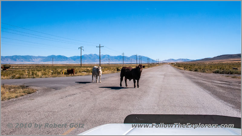 Vieh, Ellerbeck Rd, Utah