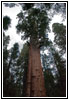 Sequoia National Park Sherman Tree