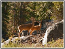 Rehe an der Kaiser Pass Road, Kalifornien