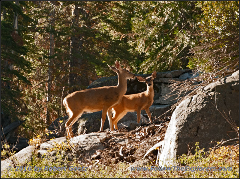 Rehe an der Kaiser Pass Road, Kalifornien