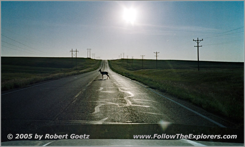 Deer Crossing, Highway 200, ND Deer Crossing, Highway 200, ND