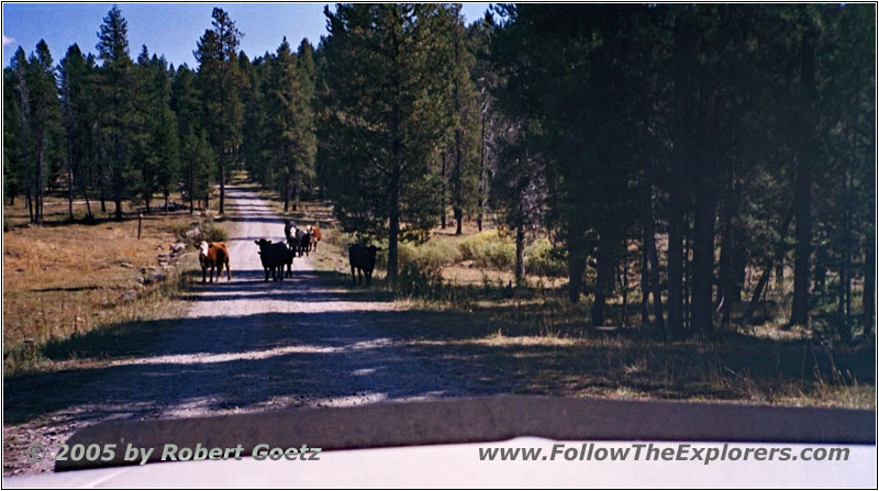 FR264, Jackass Meadow Rd, Idaho