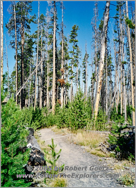 Heart Lake Trail, Yellowstone National Park, WY Heart Lake Trail, Yellowstone National Park, WY