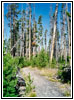 Heart Lake Trail, Yellowstone National Park, Wyoming