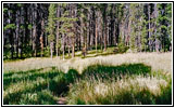 Dogshead Trail, Yellowstone National Park, Wyoming