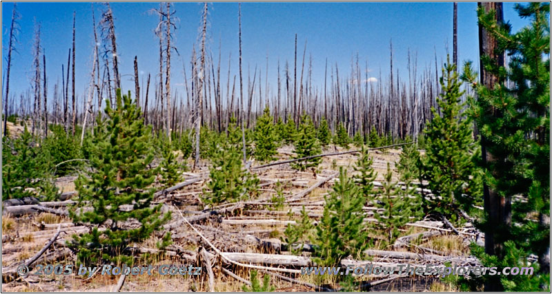 Dogshead Trail, Yellowstone National Park, Wyoming