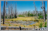 Dogshead Trail, Yellowstone National Park, Wyoming