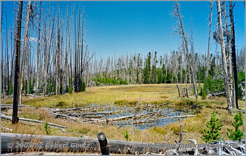 Dogshead Trail, Yellowstone National Park, Wyoming