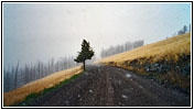 Chittendon Rd, Yellowstone National Park, WY