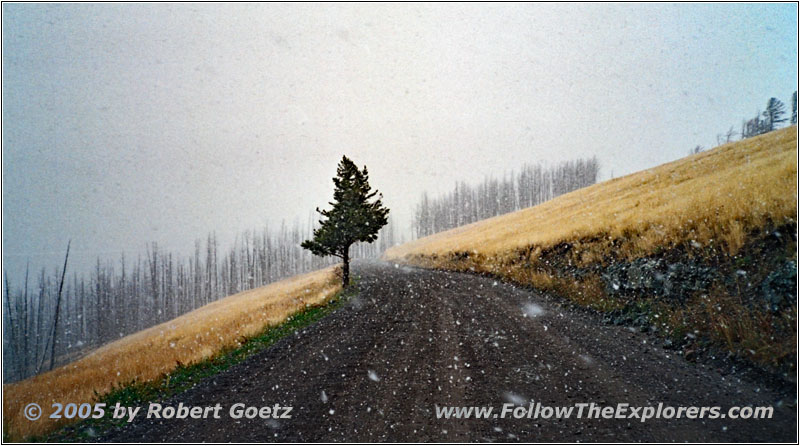 Chittendon Rd, Yellowstone National Park, Wyoming