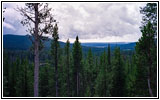 Grand Loop Rd, Yellowstone National Park, Wyoming