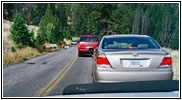 Bergziegen, Grand Loop Rd, Yellowstone National Park, Wyoming