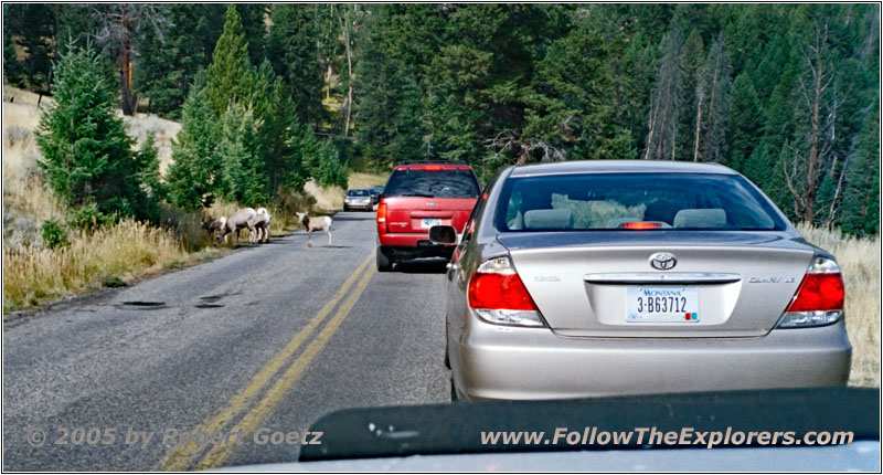 Goats, Grand Loop Rd, Yellowstone National Park, WY Goats, Grand Loop Rd, Yellowstone National Park, WY