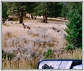 Goats, Grand Loop Rd, Yellowstone National Park, WY