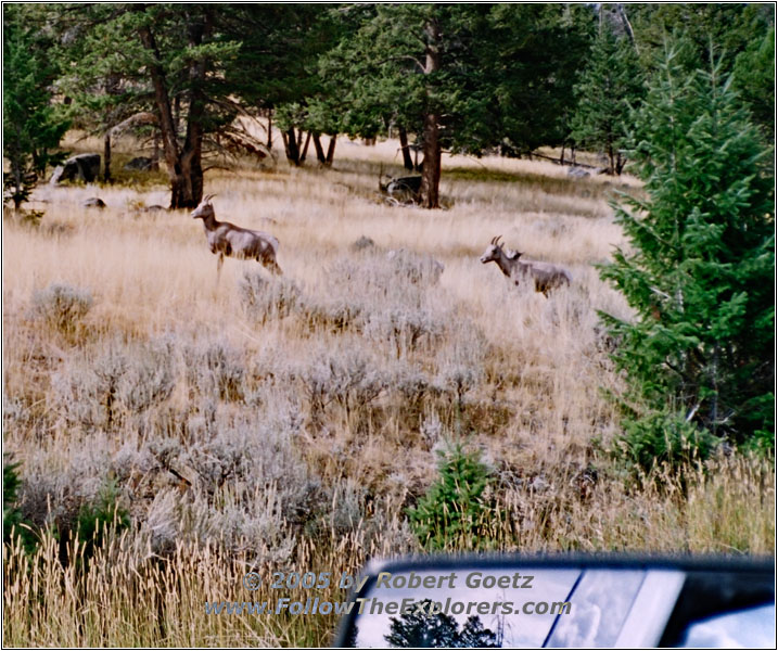 Goats, Grand Loop Rd, Yellowstone National Park, WY Goats, Grand Loop Rd, Yellowstone National Park, WY