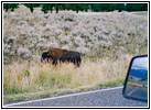 Bison, NE Entrance Rd, Yellowstone National Park, WY