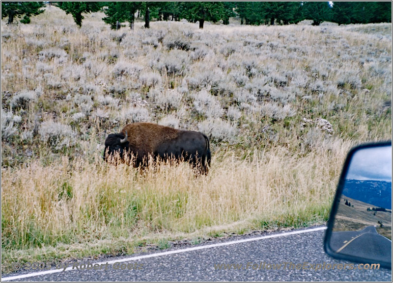 Bison, NE Entrance Rd, Yellowstone National Park, Wyoming