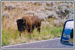 Bison, NE Entrance Rd, Yellowstone National Park, WY Bison, NE Entrance Rd, Yellowstone National Park, WY