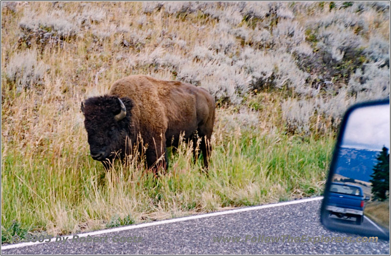 Bison, NE Entrance Rd, Yellowstone National Park, Wyoming