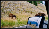 Bison, NE Entrance Rd, Yellowstone National Park, WY Bison, NE Entrance Rd, Yellowstone National Park, WY